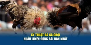 Kỹ Thuật Đá Gà Chọi - Huấn Luyện Đúng Bài Bản Nhất